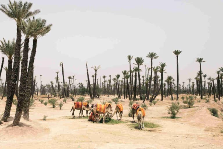 Paseos en camello en Marruecos