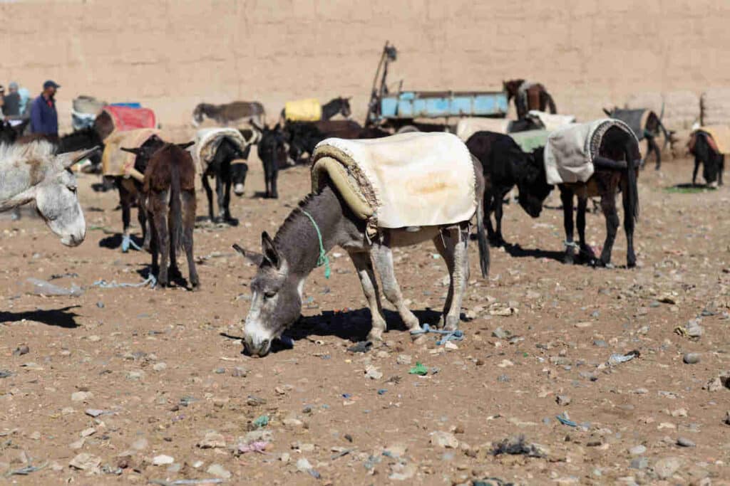 Aparcamiento de burros en Rissani