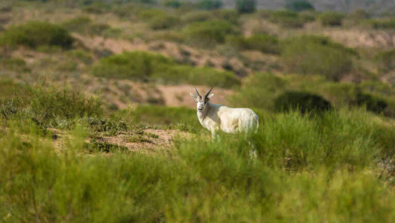 Souss Massa National Park