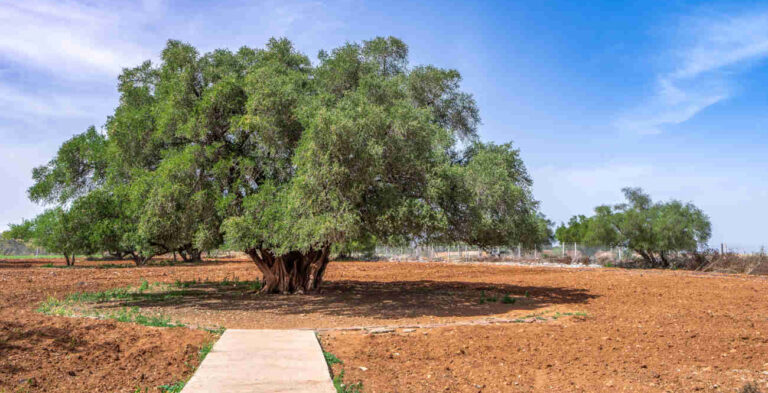 Reserva de la Biosfera Arganeraie